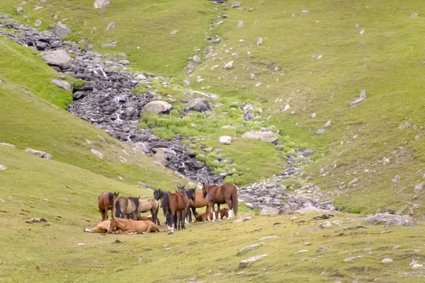 Лошади пасутся на пастбище — стоковое фото