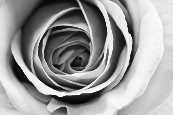 Черно-белые, красивые, тонкие лепестки роз Лицензионные Стоковые Фото
