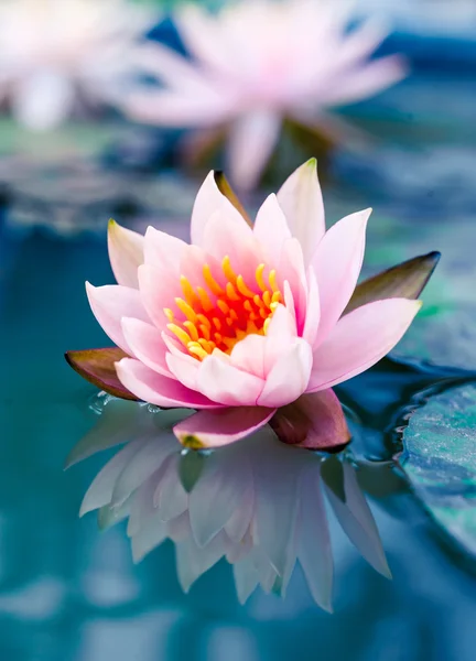 Красивая Розовая кувшинка или Лотос цветок в пруду Стоковое Фото