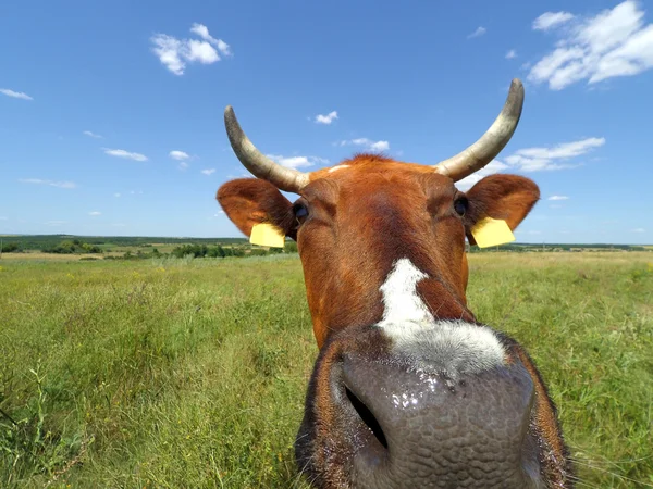 Забавная корова с лугопастбищных угодий и небо Стоковое Фото