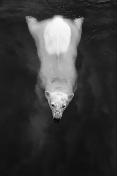 Белый медведь в воде Стоковая Картинка