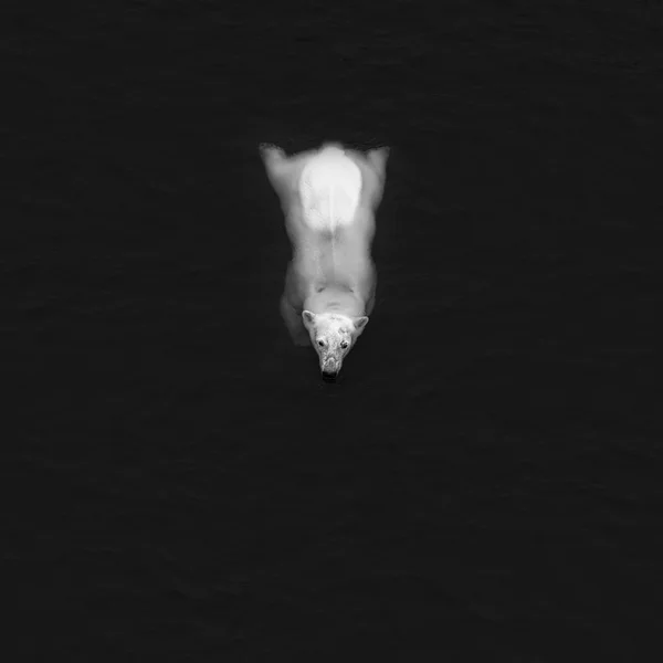 Белый медведь в воде Стоковое Изображение