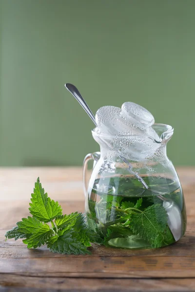 Stinging nettle ( Urtica dioica ) — стоковое фото