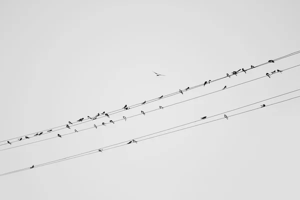 Птицы на проводе — стоковое фото