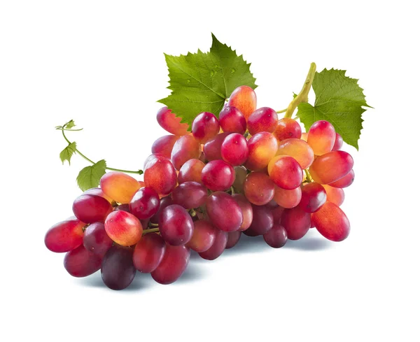Красный виноград длинная связка и листья изолирован на белом фоне — стоковое фото