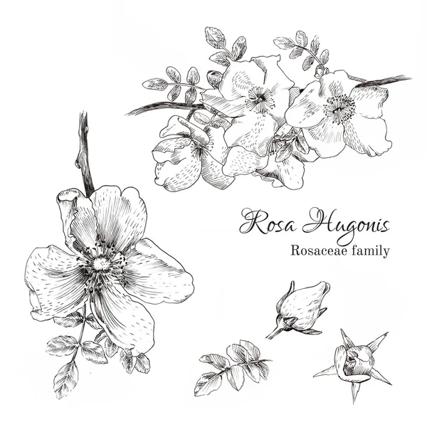 Роза Hugonis чернила эскиз — стоковый вектор