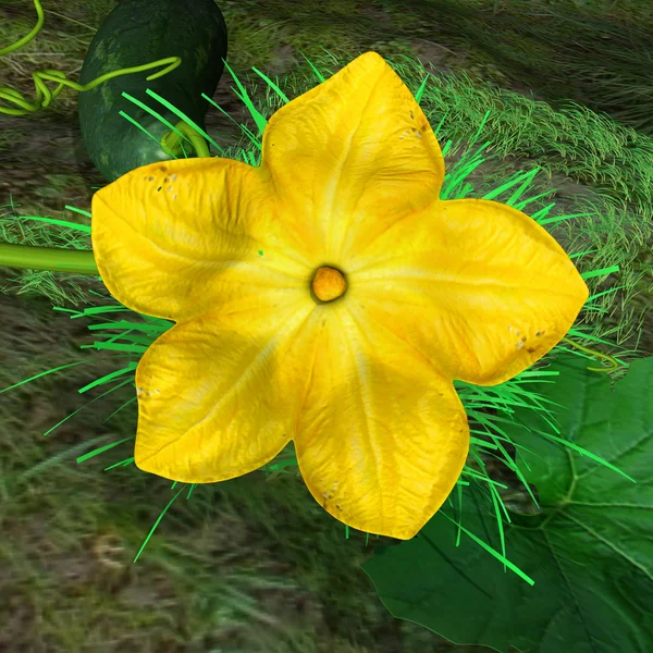 Желтый цветок Cucurbita Стоковое Фото