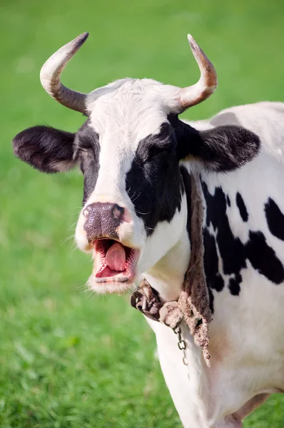 Забавная корова выпаса Стоковое Фото