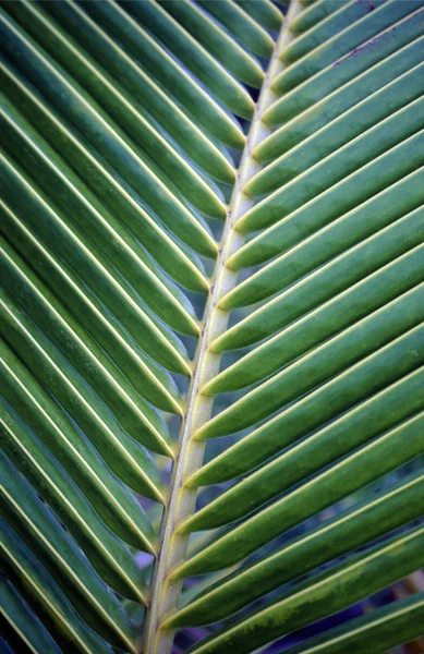 Зеленые пальмовые листы Лицензионные Стоковые Фото