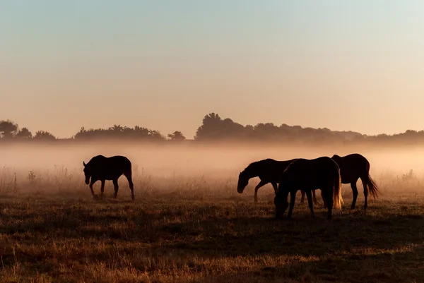 Табун лошадей в тумане — стоковое фото