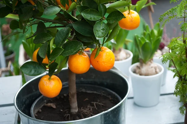 Апельсиновое дерево в горшке на террасе — стоковое фото