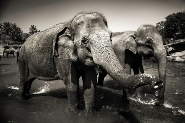 Шри-ланкийские слоны — стоковое фото