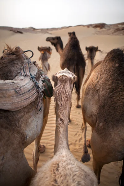 Верблюды в пустыне Стоковая Картинка