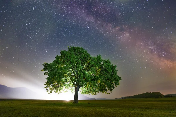 Одинокое дерево на поле под галактики Млечный путь, Добруджа, Румыния — стоковое фото