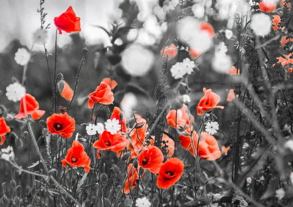 Красные цветы мака на поле Лицензионные Стоковые Фото