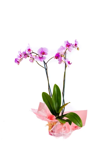 Розовые орхидеи в горшке на белом фоне Лицензионные Стоковые Изображения