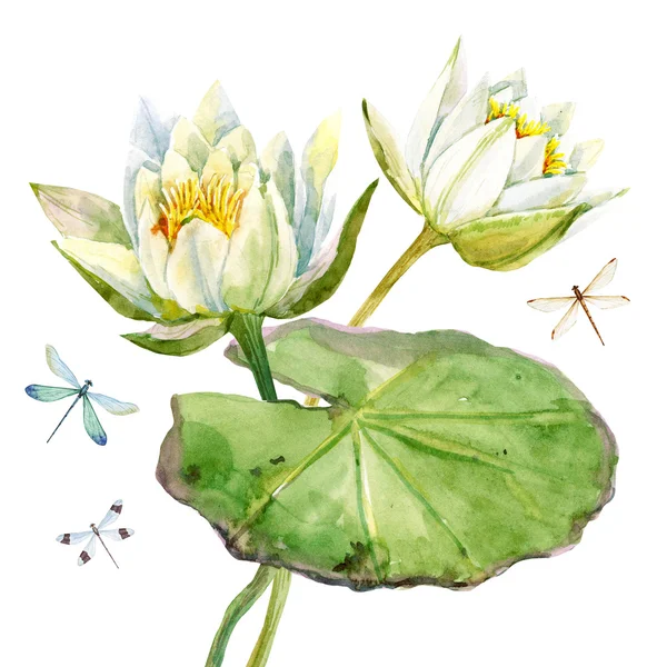 Цветок лотоса акварель Стоковое Изображение