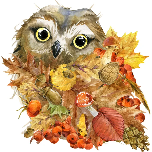 Сова птица лес осень, красочная природа листья фон, фрукты, ягоды, грибы, желтые листья, плоды шиповника на черном фоне. акварельный рисунок — стоковое фото