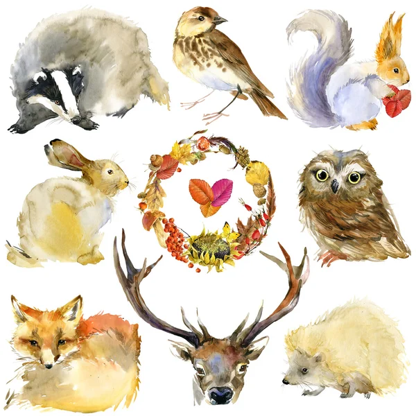 Набор лесных животных и осенние листья венок. Акварельные иллюстрации, лиса, заяц, оленей, еж, сова, Робин, барсук и белка — стоковое фото