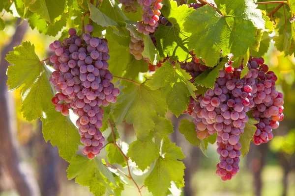 Пучки красного винограда — стоковое фото