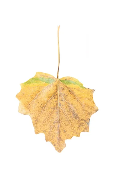 Сухой Осенний лист Стоковая Картинка