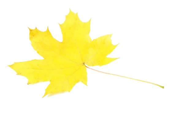 Желтый осенний лист Стоковое Фото