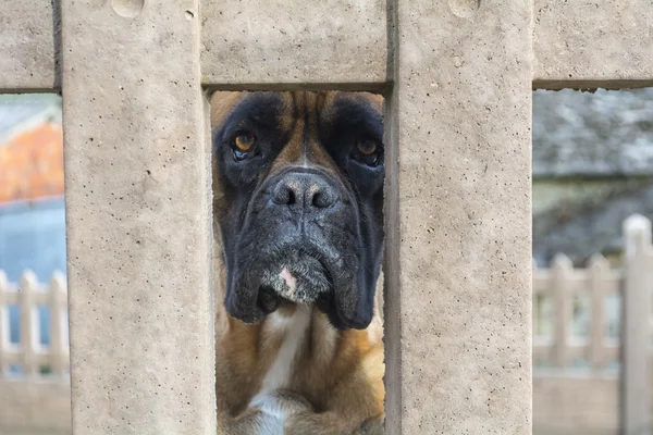 Боксер собаки породы смотрит через отверстие в стене — стоковое фото