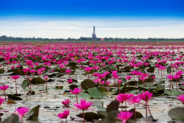 Море красный лотос, Марш красный лотос красный лотос Таиланд Стоковое Фото