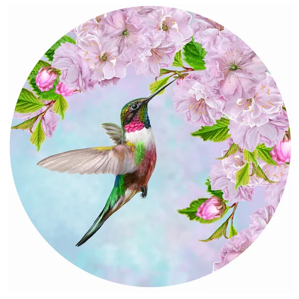 Little Bird Hummingbird on the background of the cherry blossoms cherry blossoms in the spring in the circle. Round shape. Painting. Лицензионные Стоковые Фото