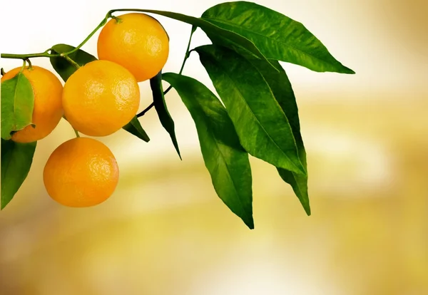 Апельсиновое дерево с фруктами — стоковое фото