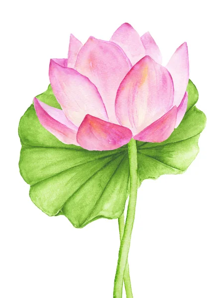 Цветок лотоса Стоковое Фото