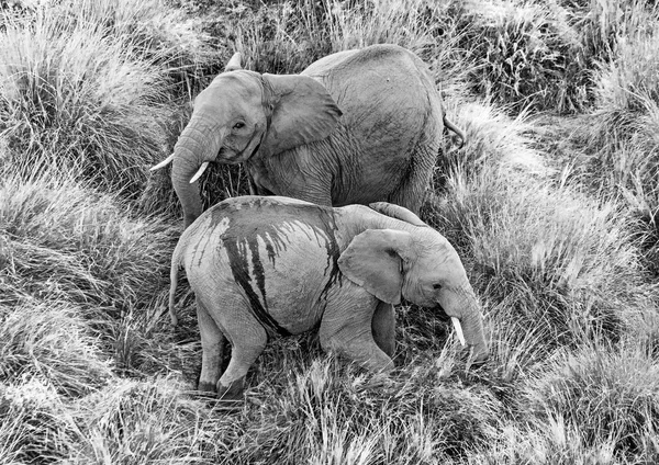 Два диких слонов — стоковое фото