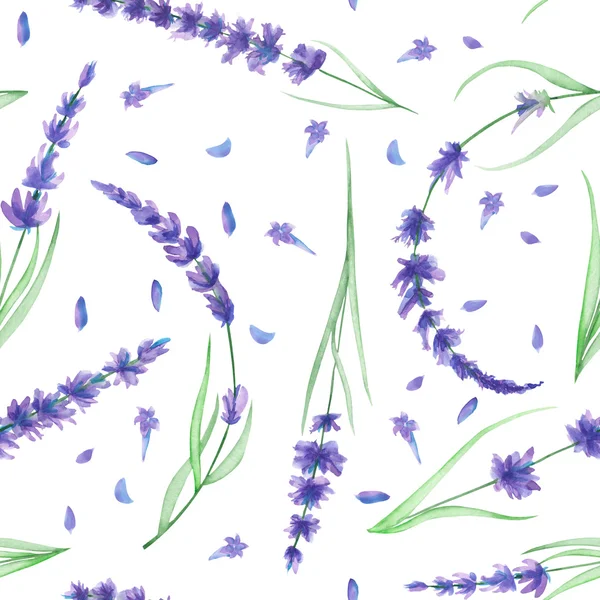 Бесшовные с акварелью цветы лаванды Стоковое Изображение