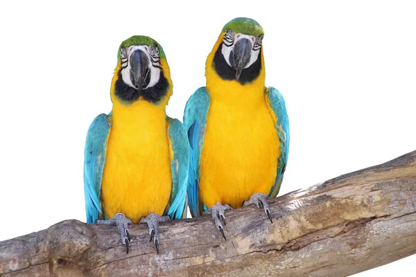 Прекрасная пара - синий и желтый ара, изолированные на белом — стоковое фото