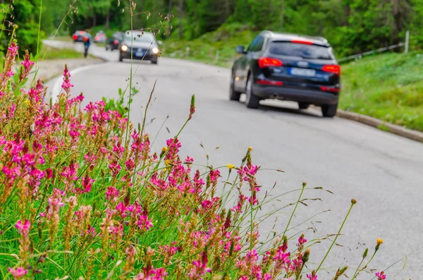 Цветочное поле и автомобили — стоковое фото