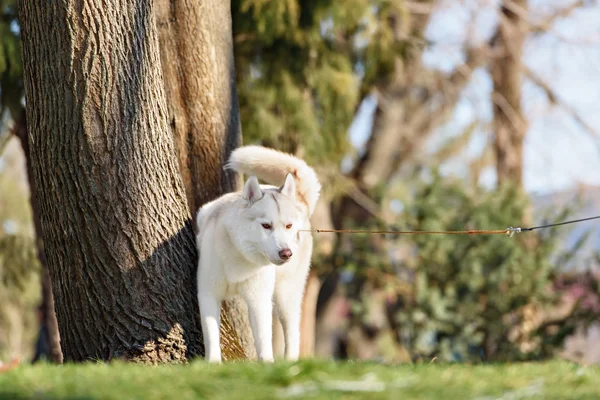 Хаски с голубыми глазами, водружая в парке собаку Стоковое Изображение