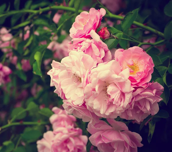 Розовые цветы на куст розы в саду, летнее время — стоковое фото