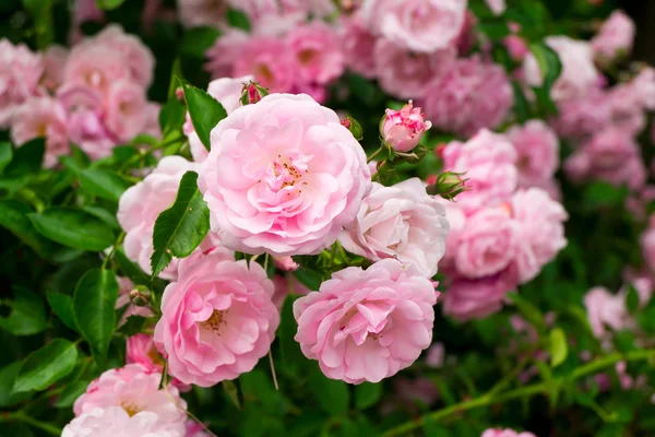 Розовые цветы на куст розы в саду, летнее время — стоковое фото