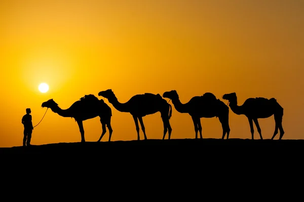 Верблюдов в пустыне Стоковое Изображение