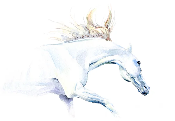 Белая лошадь в акварели Стоковая Картинка