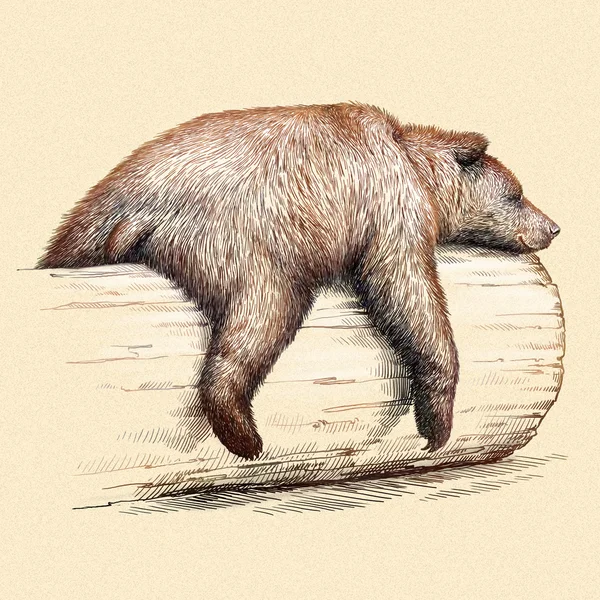 Выгравировать медведь иллюстрации Лицензионные Стоковые Изображения