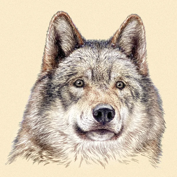 Выгравировать волк иллюстрации Лицензионные Стоковые Фото