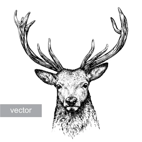 Выгравировать оленей иллюстрации — стоковый вектор