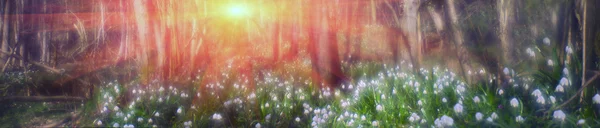 Лесные Цветы Подснежники — стоковое фото