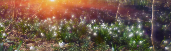 Лесные Цветы Подснежники — стоковое фото