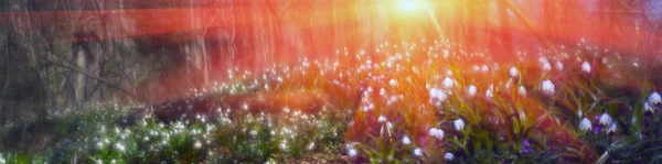 Первые подснежники лесные цветы — стоковое фото
