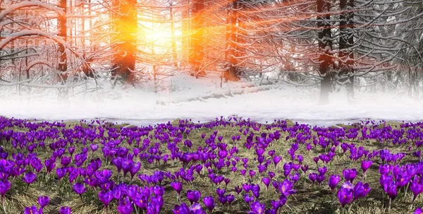 Весенние Цветы Крокусы в горах — стоковое фото