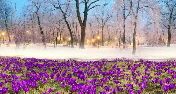 Крокусы цветут в зимнем парке — стоковое фото