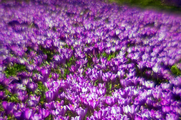 Весенние Цветы Крокусы в Карпатах — стоковое фото