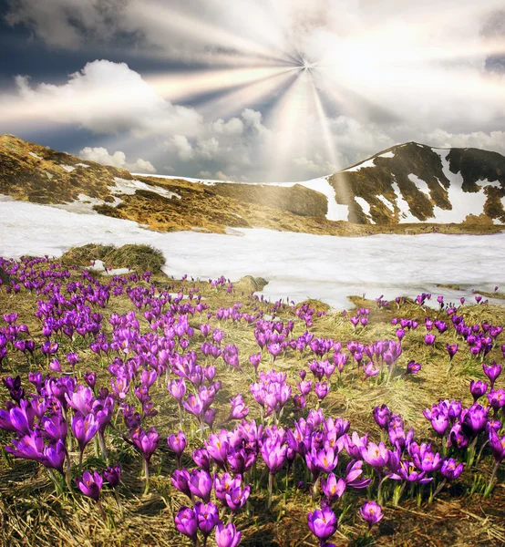 Весенние Цветы Крокусы — стоковое фото